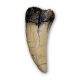 5.InchTyrannosaurus rex Tooth 