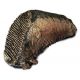 Mammoth Tooth, Mammuthus primigenius, Pleistocene