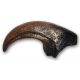 Allosaurus Claw, record size hand claw