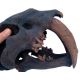 Smilodon fatalis, sabertooth cat skull