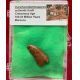 Authentic Carcharodontosaurus tooth in Acrylic Display Case 