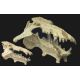 Archaeotherium, skull