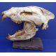 Agriotherium, giant Dog-Bear skull