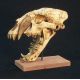 Machairodus giganteus, saber-toothed cat