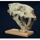 Megantereon inexpectatus, saber-toothed cat skull