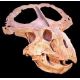 Protoceratops andrewsi, adult skull