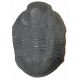 Asaphiscus wheeleri, trilobite