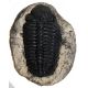 Phacops rana africana, trilobite