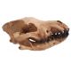 Canis dirus, Dire Wolf skull