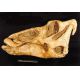 Edmontosaurus 3/4 skull 46 Inches long