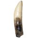 Giganotosaurus, tooth