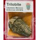 Calymene Trilobite (sample) In Acrylic Display Case