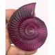 Fossil Soap, Ammonite, Lavender Scent