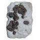 Phacops rana, Trilobite Mass Mortality Plate