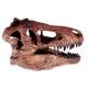 T. rex Skull 1:9 Scale