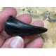 Serrated Albertosaurus tooth, dinosaur