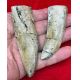 Tarbosaurus, the Asian Trex 2 Tooth Set