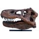 Tyrannosaurus rex (life-size skull model) based on Sue