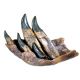 Tyrannosaurus rex Tooth Progression Partial Dentary