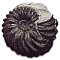 Ammonites