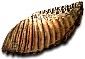 Woolly Mammoth Tooth