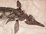 Icthyosaurs