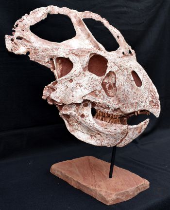 Protoceratops andrewsi, adult skull