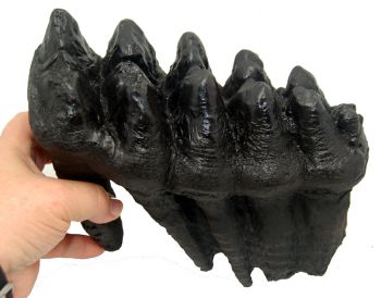 Mammut americanium, Giant Mastodon tooth