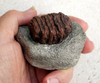 Prenatal Mammoth Tooth In Matrix