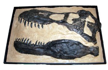 Tyrannosaurus rex, 3D 1/2 Skull Plaque Model