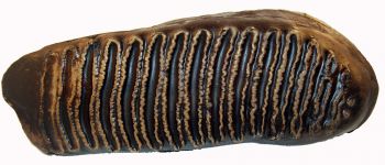 Mammuthus primigenius woolly mammoth tooth