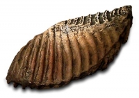 Woolly Mammoth Tooth, Mammuthus jeffersonii