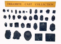 Trilobite Teaching Colletion, 35 specimens