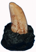 Tyrannosaurus rex, (Baby-Hatchling Tooth)