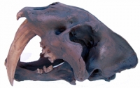 Smilodon fatalis, sabertooth cat skull