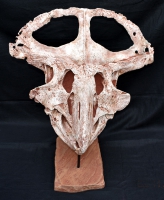 Protoceratops andrewsi, adult skull