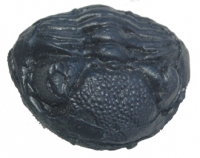 Phacops rana milleri, enrolled trilobite