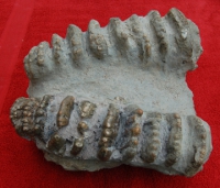 Stegodon huanghoensis, palate & teeth