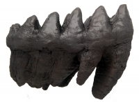 Mammut americanium, Giant Mastodon tooth