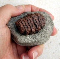 Prenatal Mammoth Tooth In Matrix