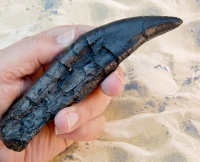 Tyrannosaurus rex, juvenile tooth with root