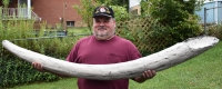 Mastodon Tusk, Mammut americanium