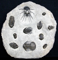 Trilobite Composite Plate, 7 Species