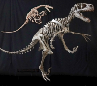 Utahraptor ostrommaysorum, Skeleton