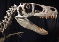 Utahraptor ostrommaysorum, Skull