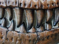 Tyrannosaurus rex Life-Size Skull Sculpture OUT OF STOCK