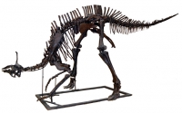 Tsintaosaurus  complete skeleton replica rental