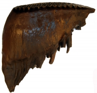 Mammuthus primigenius woolly mammoth tooth