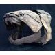 Dunkleosteus marsaisi ,  armored fish skull