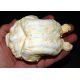 Paramylodon harlani sloth brain endocast